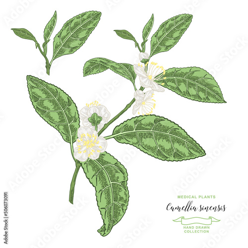 Camellia sinensis plant. Tea branch with flowers isolated on white background. Vector botanical illustration. Colorful vitage style.