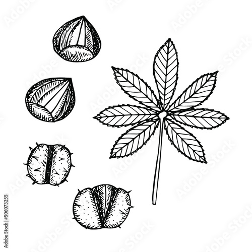 Chestnut set vector illustration, hand drawing sketch