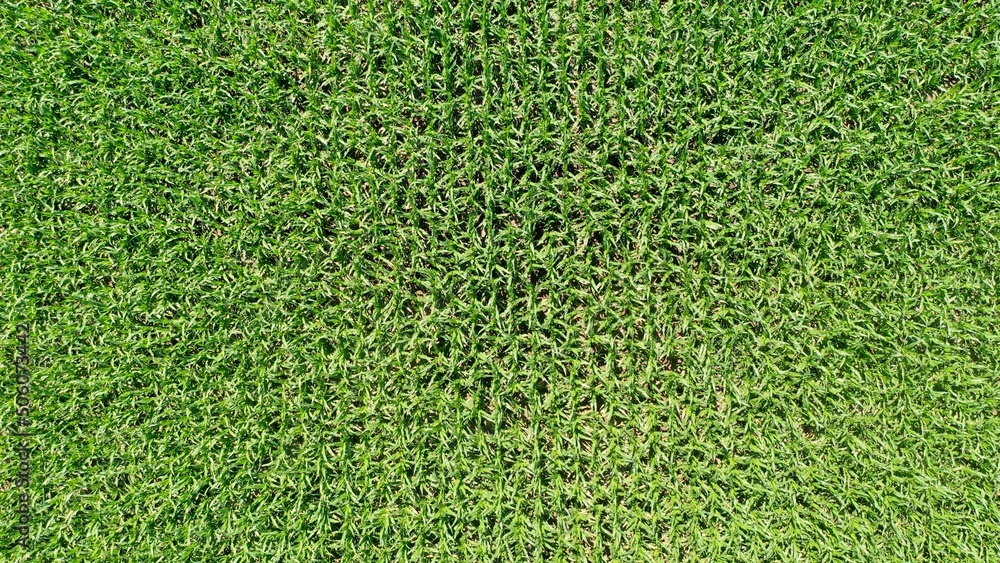 Obraz premium Verde