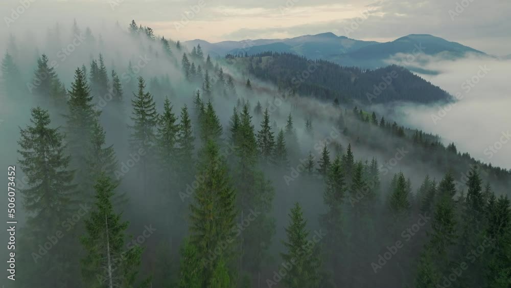 Forest fog morning beautiful nature view misty sun summer tree Forest fog morning beautiful nature view misty sun summer tree