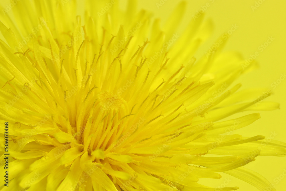 dandelion flower head against yellow background dandelion flower head against yellow background