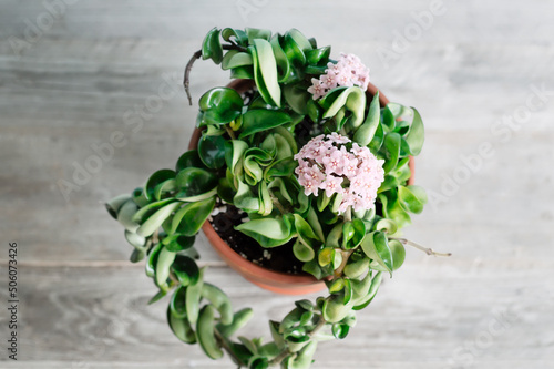Hoya Carnosa Compacta Plant Flowering in Ceramic Pot on Wood Vintage Background