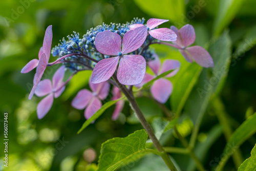 Wallpaper Mural 紫のガクアジサイ青い花芯 Torontodigital.ca