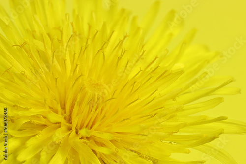 dandelion flower head against yellow background