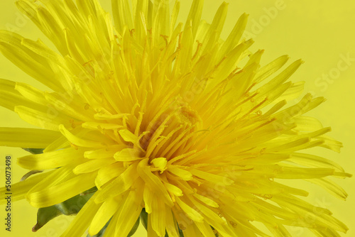 dandelion flower head against yellow background