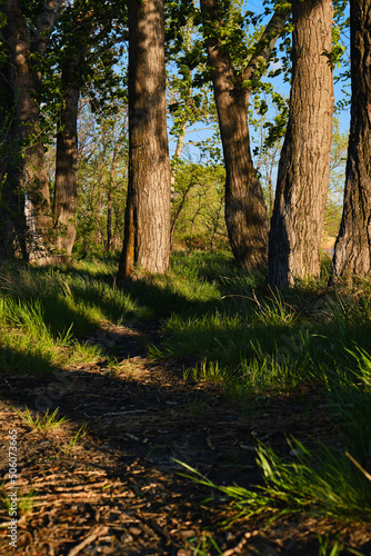 Path among trees and green grass, at sunset.