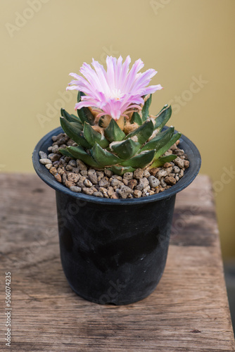 Ariocarpus trigonus cactus in pot and flower photo