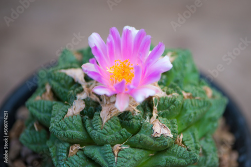 Ariocarpus fissuratus v hintonii and flower in pot photo