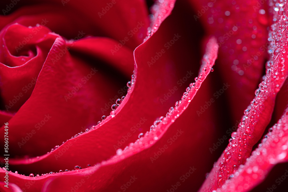 A red rose with dew drops on the petals. Close-up. Macro. A red rose with dew drops on the petals. Close-up. Macro.