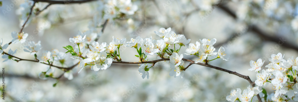 White flowers bloom in the trees. Spring landscape with blooming sakura tree. Beautiful blooming garden on a sunny day. Copy space for text. White flowers bloom in the trees. Spring landscape with blooming sakura tree. Beautiful blooming garden on a sunny day. Copy space for text.