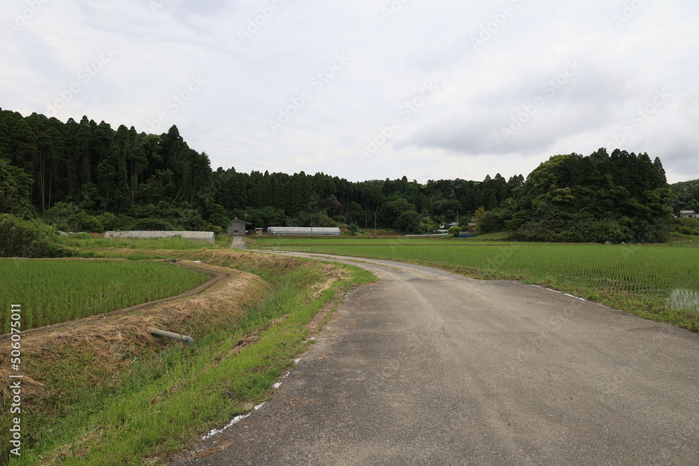 曇りの田んぼ 曇りの田んぼ