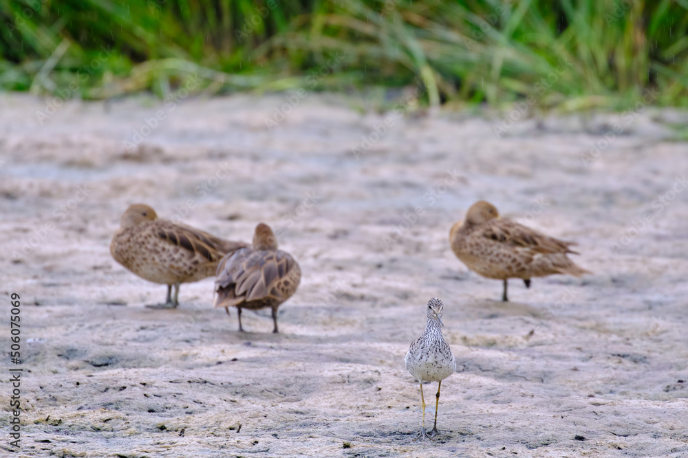 Fototapeta premium Lesser Yellowlegs (Tringa flavipes), sandpiper walking on the shore of a pond in search of food.