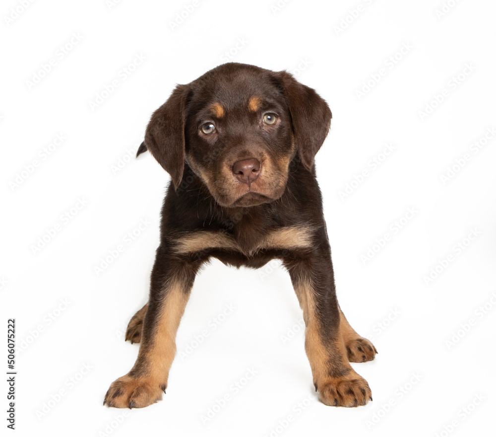 Labrador puppy in photostudio