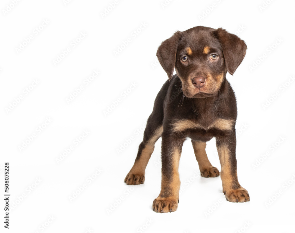 Labrador puppy in photostudio