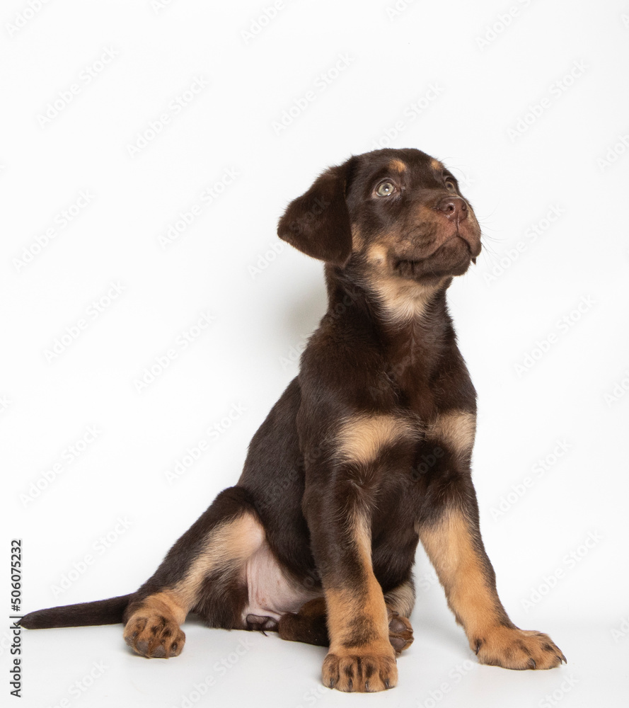 Labrador puppy in photostudio Labrador puppy in photostudio