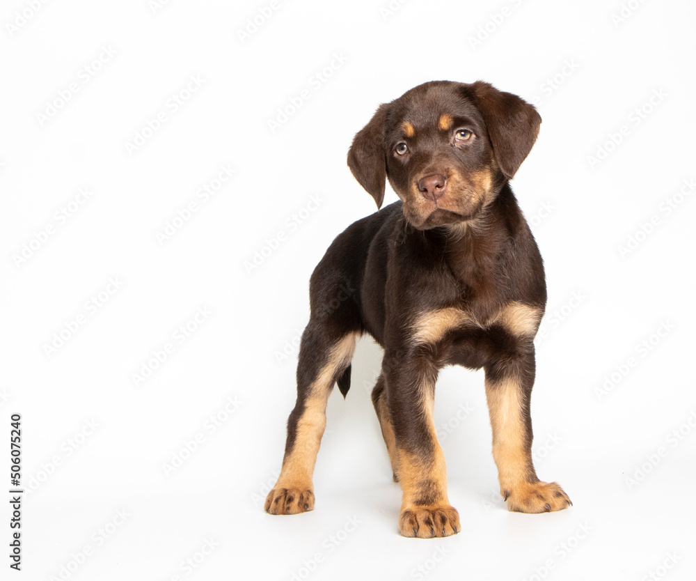 Labrador puppy in photostudio Labrador puppy in photostudio