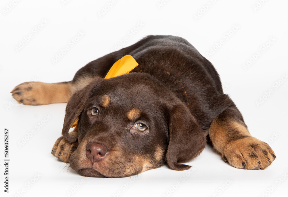 Labrador puppy in photostudio Labrador puppy in photostudio