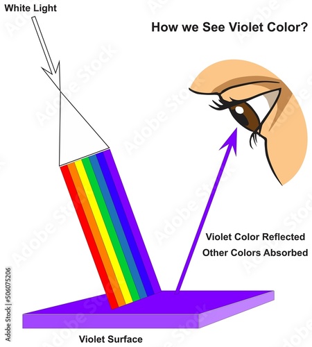 How human eye see violet surface infographic diagram physics mechanics dynamics science education all white light colors absorption reflection cartoon vector drawing chart illustration scheme