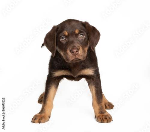 Labrador puppy in photostudio