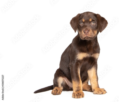 Labrador puppy in photostudio