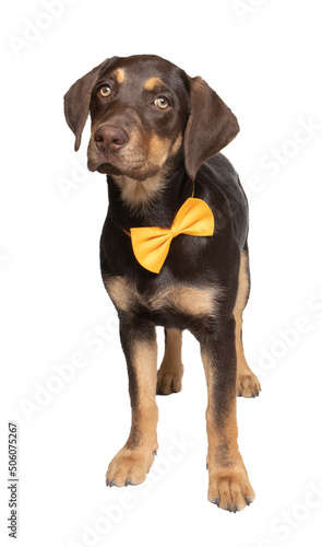 Labrador puppy in photostudio