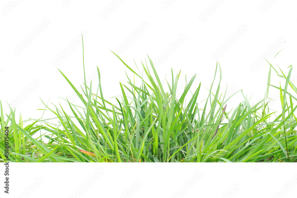 Fototapeta premium Isolated green grass on a white background
