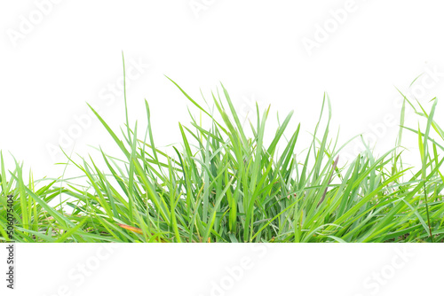 Isolated green grass on a white background