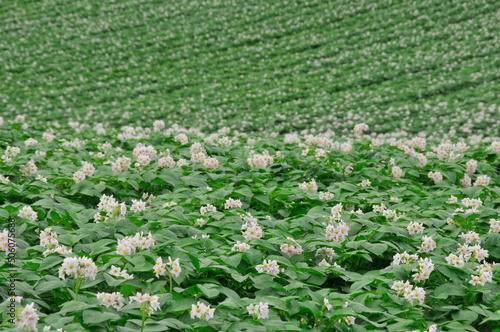 花が満開のジャガイモ畑