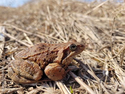 frog on the grass