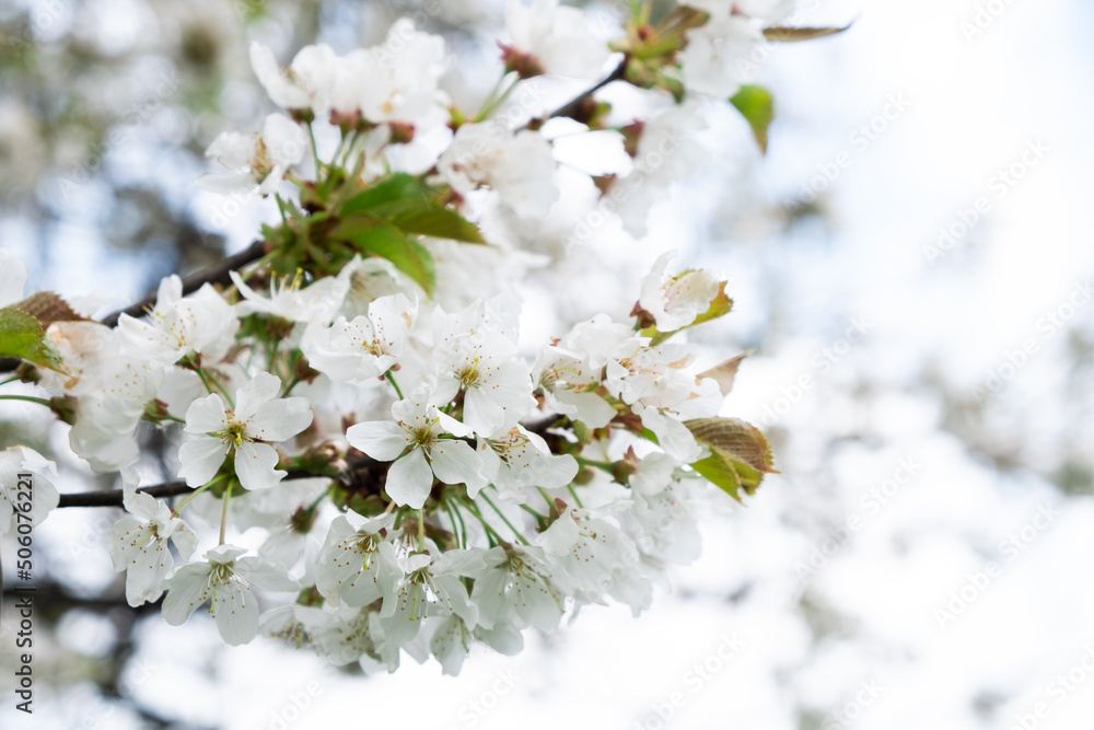 Flowering on trees on branches in spring Flowering on trees on branches in spring