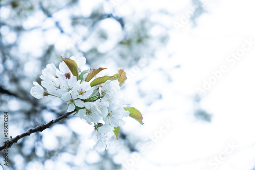 Flowering on trees on branches in spring © nazarioking
