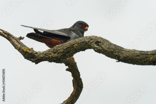Red-footed Falcon Falco vespertinus, bird of prey family Falconidae, eastern Europe and Asia migratory, wintering in Africa. Sitting on the branch in Hungary