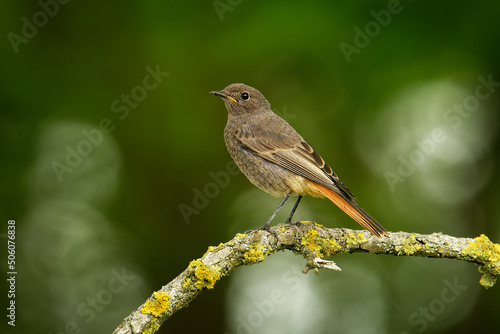 Black Redstart Phoenicurus ochruros small passerine bird in Phoenicurus, Muscicapidae, breeder in south and central Europe and Asia and north-west Africa, bird on the branch with green background