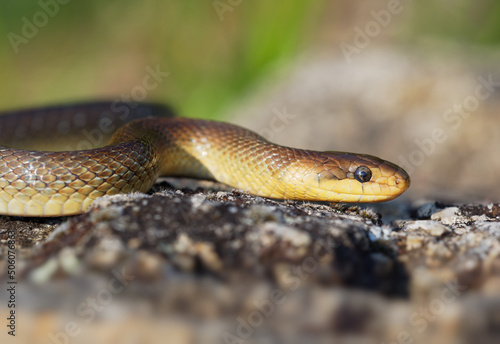 Aesculapian Snake - Zamenis longissimus, Elaphe longissima, nonvenomous olive green and yellow snake native to Europe, Colubrinae subfamily of the family Colubridae. Resting on the stone in vineyard