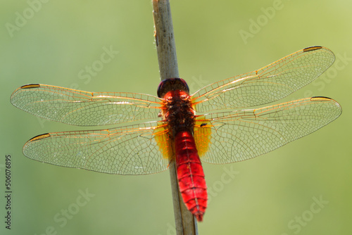 Scarlet Dragonfly Crocothemis erythraea - red coloured species of dragonfly in the Libellulidae. Its common names include broad scarlet, common scarlet-darter, scarlet darter and scarlet dragonfly photo