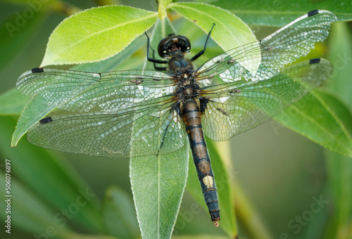 Large White-faced Darter - Leucorrhinia pectoralis or yellow-spotted whiteface small dragonfly genus Leucorrhinia in the family Libellulidae,  large yellow seventh segment of abdomen, on green leaf. photo