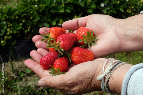 Récolte de fraises en main en gros plan