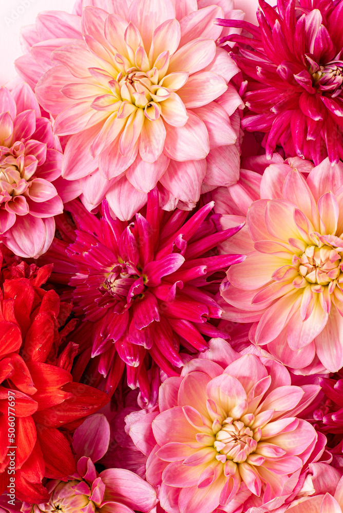 fresh dahlia, top view fresh dahlia, top view