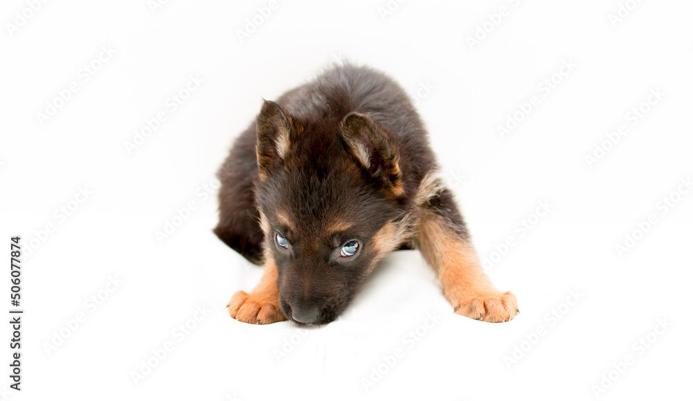 Beautiful one puppy German shepherd. Cute, funny dogs on a white background isolated. Beautiful one puppy German shepherd. Cute, funny dogs on a white background isolated.