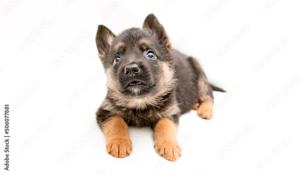 Beautiful one puppy German shepherd. Cute, funny dogs on a white background isolated. Beautiful one puppy German shepherd. Cute, funny dogs on a white background isolated.