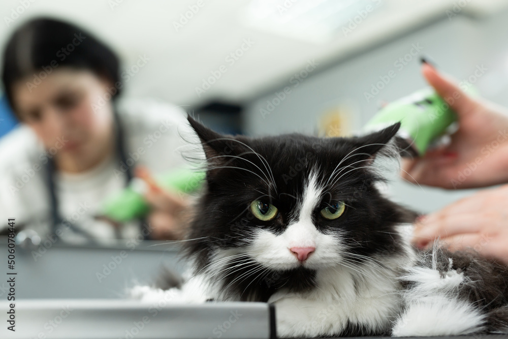 Cat grooming in pet beauty salon. Grooming master cuts and shaves a cat, cares for a cat. The
