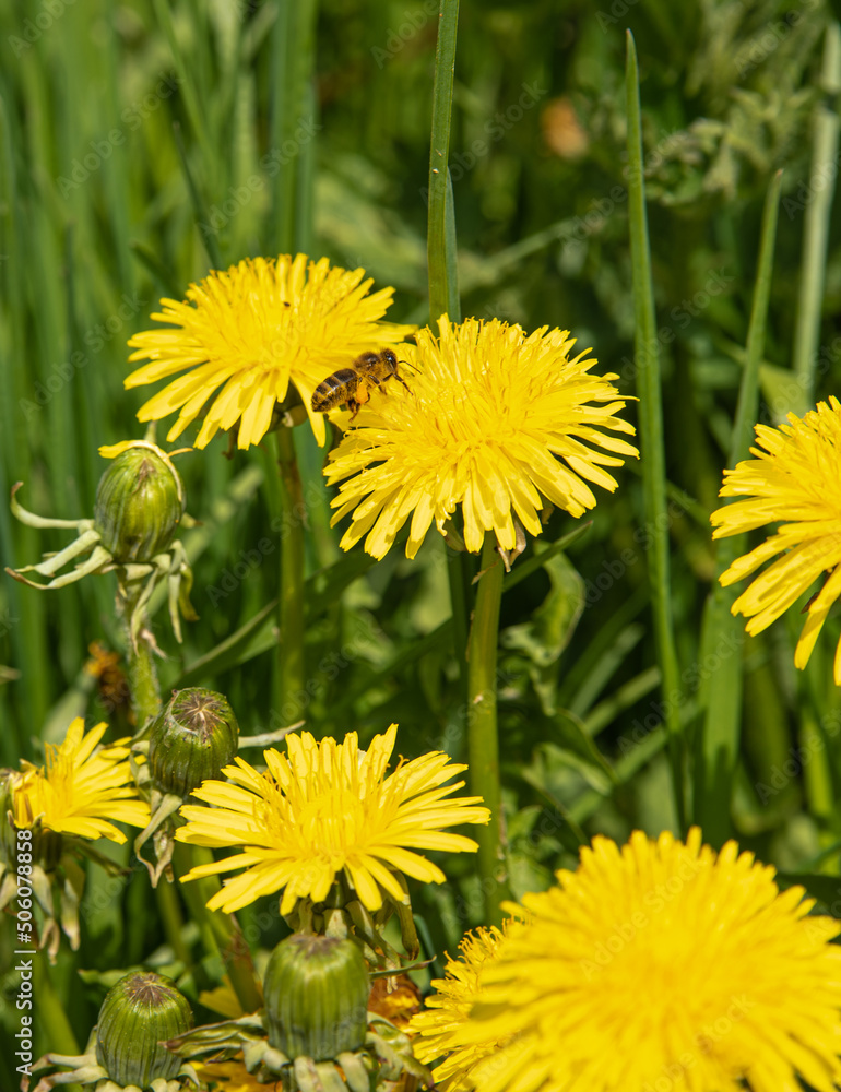 a bee collects pollen from dandelions a bee collects pollen from dandelions
