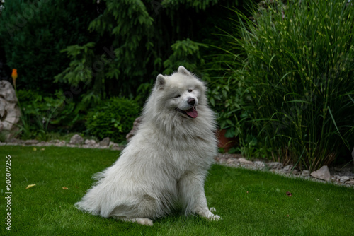 Happy samoyed