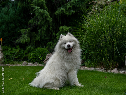 Happy samoyed
