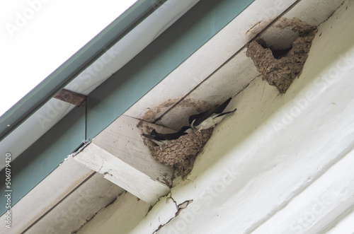 swallow nests under the roof