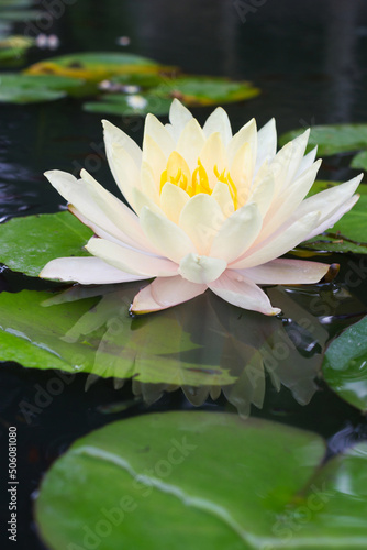 white waterlily blooming