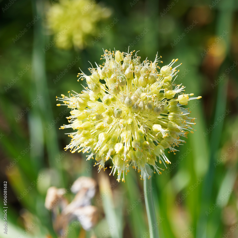 (Allium Obliquum) Gros plan sur une fleur sphérique en ombelle d'allium obliquum jaune-vert lumineux à l'extrêmité d'une tige rigide vert bleuté (Allium Obliquum) Gros plan sur une fleur sphérique en ombelle d'allium obliquum jaune-vert lumineux à l'extrêmité d'une tige rigide vert bleuté