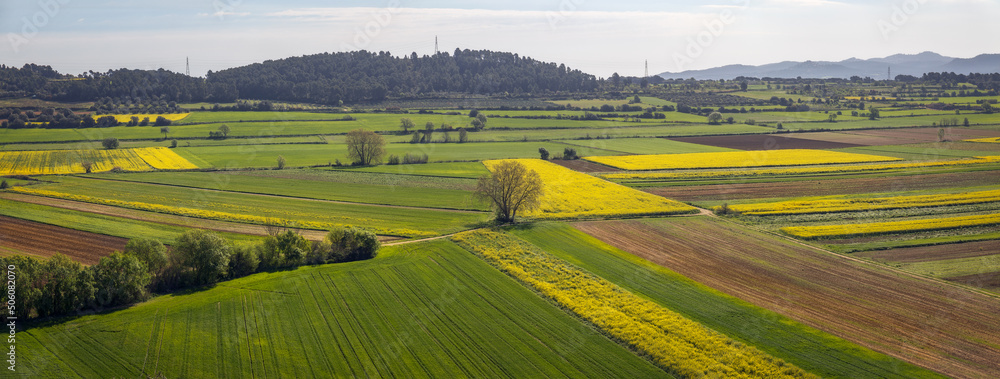 Fototapeta premium Growing Fields in Baix Emporda, Catalonia