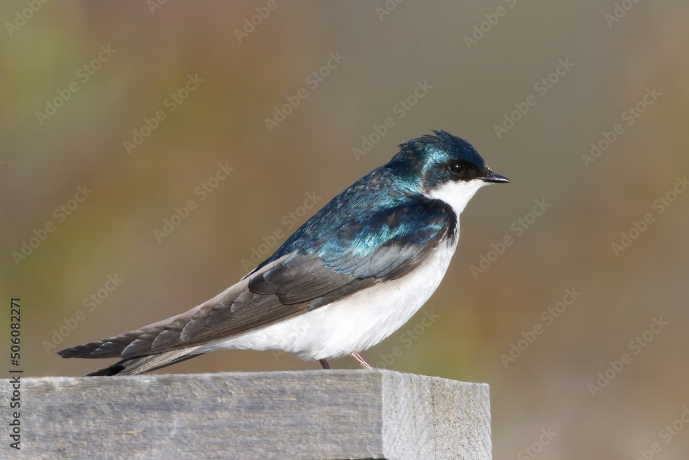 Fototapeta premium Tree Swallow perched on a nesting box. Captured in Toronto, Ontario, Canada.