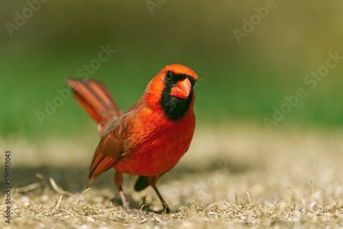 Canvas-taulu Male Northern Cardinal closeup